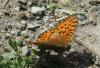 Argynnis niobe